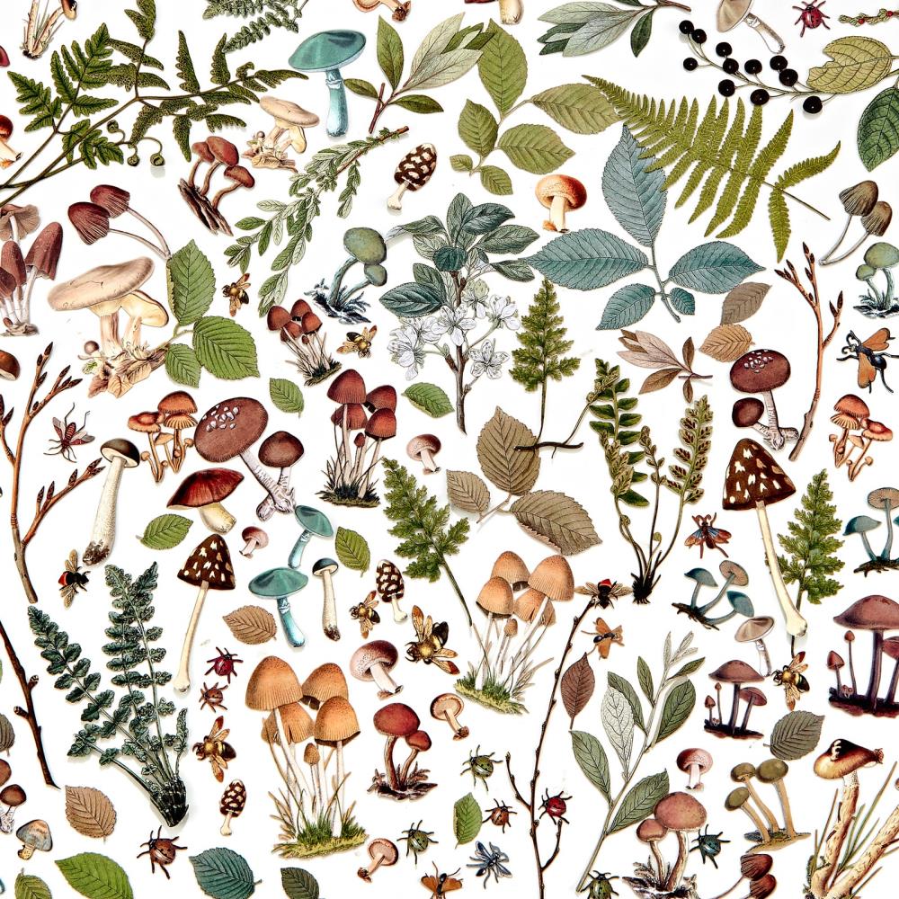 49 & Market Nature Study Laser Cut Outs - Mushrooms & Foliage