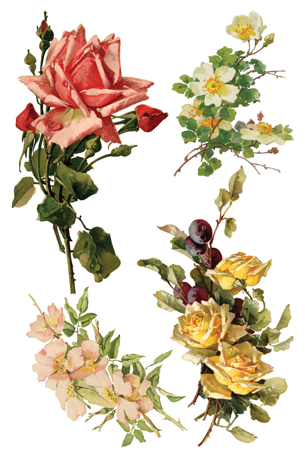 Iron Orchid Designs - Catharina Transfer 8x12