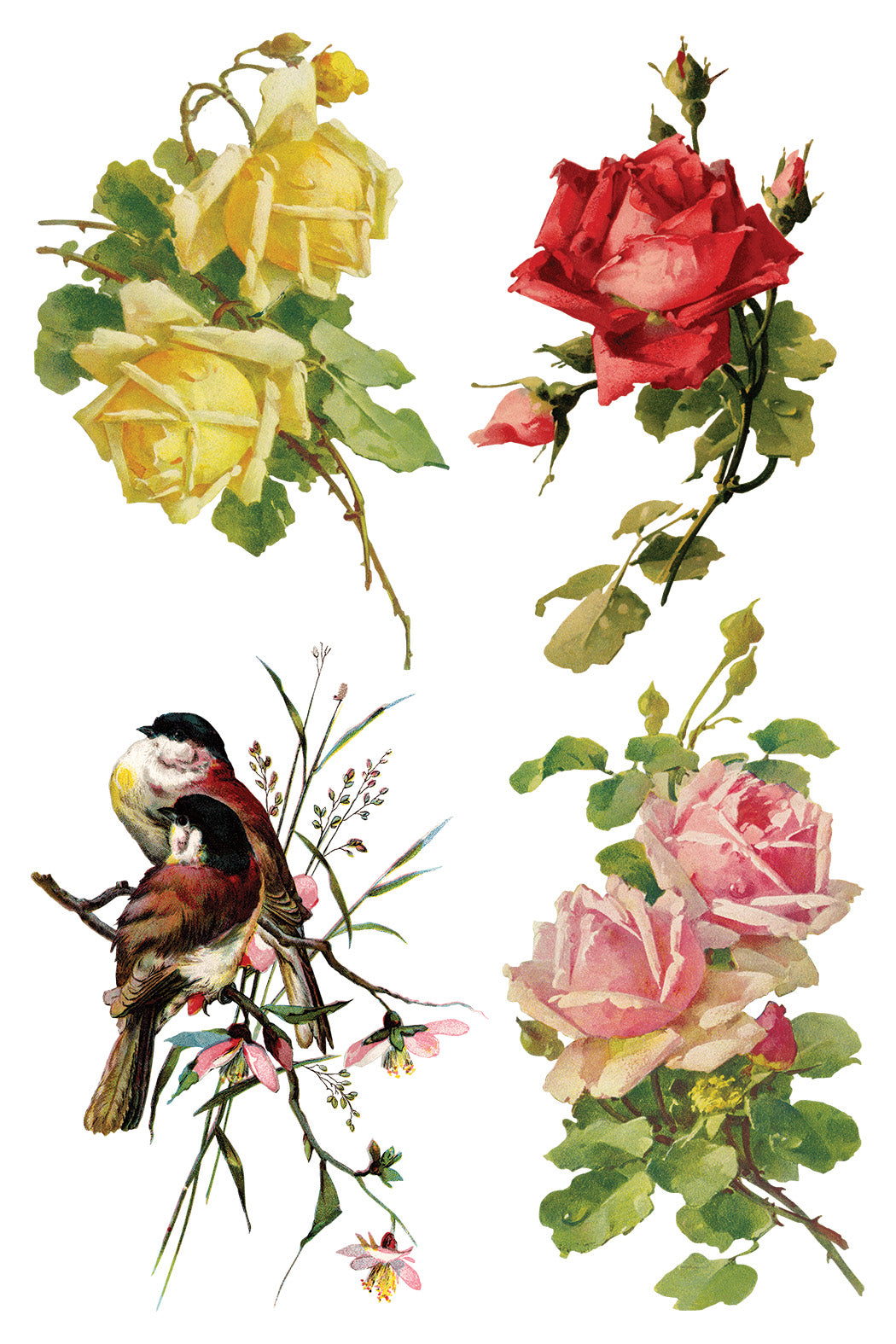 Iron Orchid Designs - Catharina Transfer 8x12