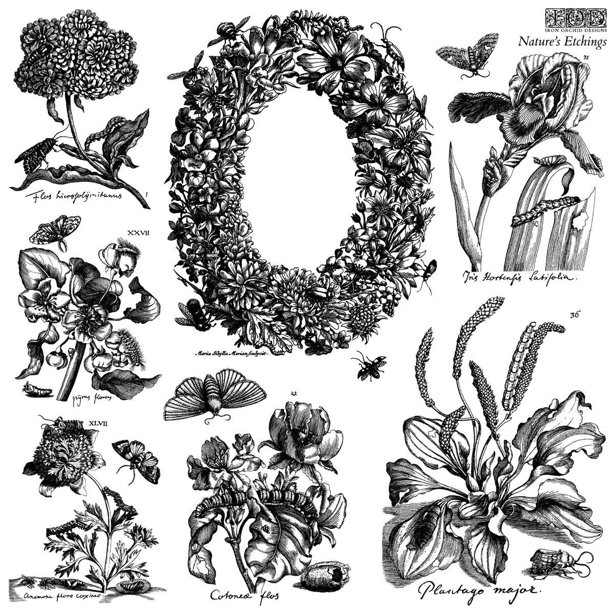 Iron Orchid Designs - Nature's Etchings 12x12 Stamp - 2 Sheets