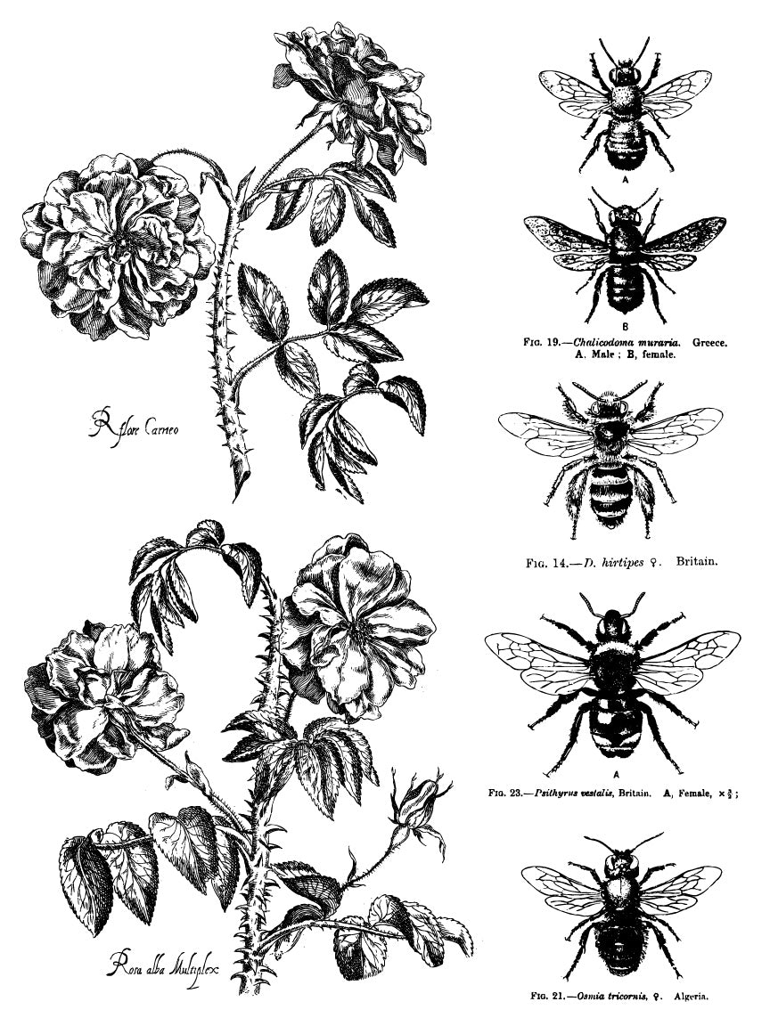 NEW! Iron Orchid Designs - Melange - Paint Inlay