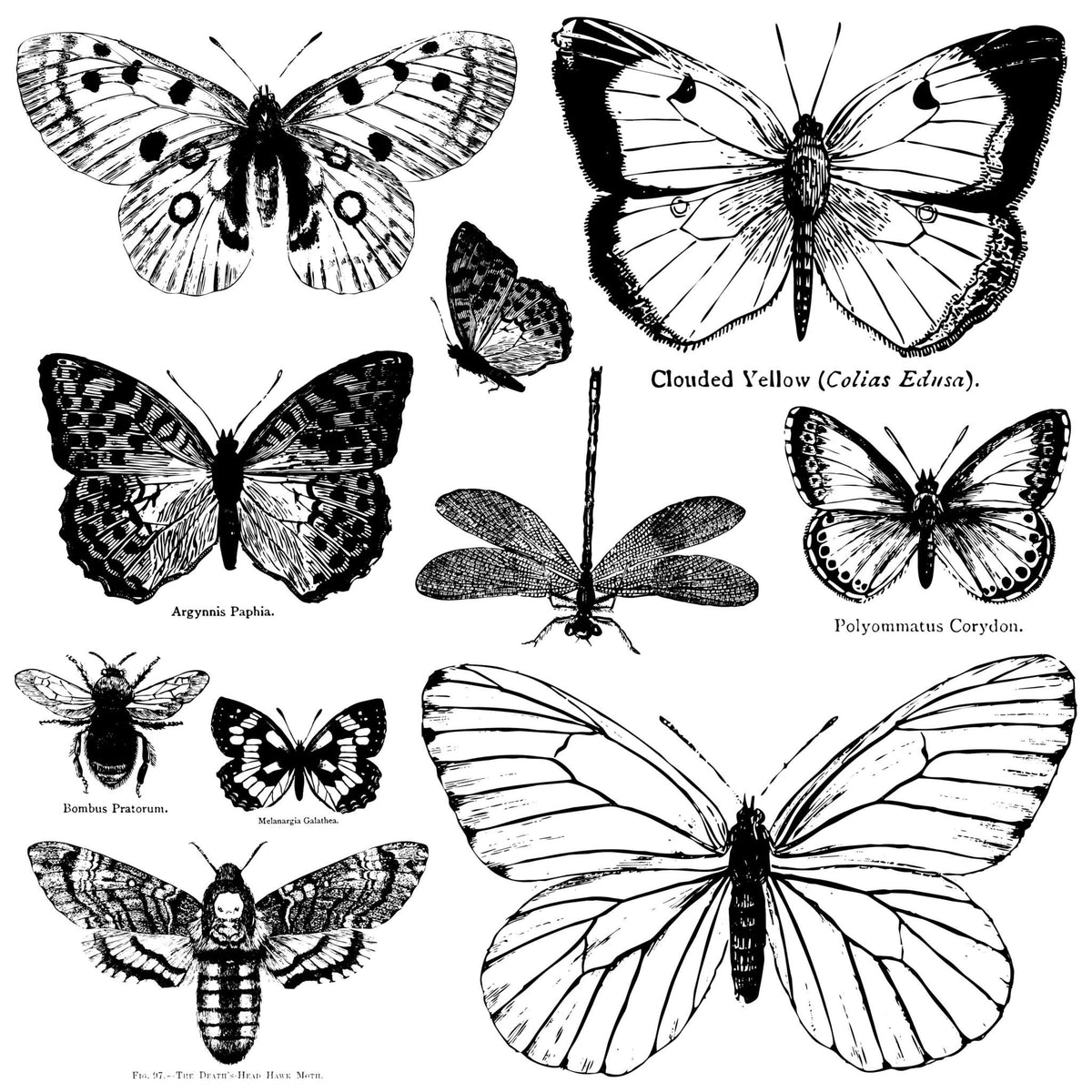 Iron Orchid  Décor Stamp Set - 12x12 - Butterflies
